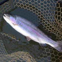 大安トラウトレイク 釣果